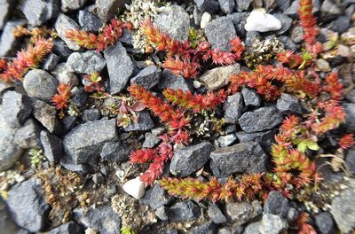 Crassula alata