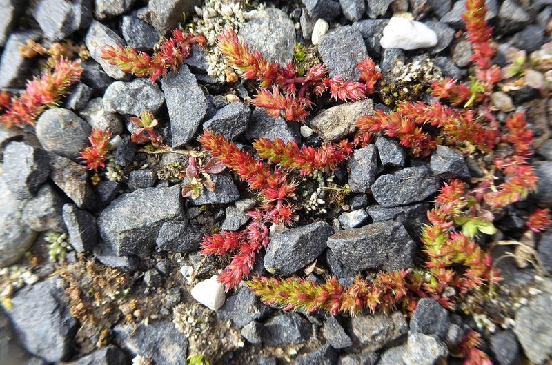 Crassula alata, photographed by Aalbert Rebergen