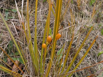 Libertia peregrinans, photographed by John Barkla