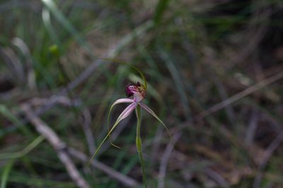 Caladenia arenicola, photographed by Hugo Innes