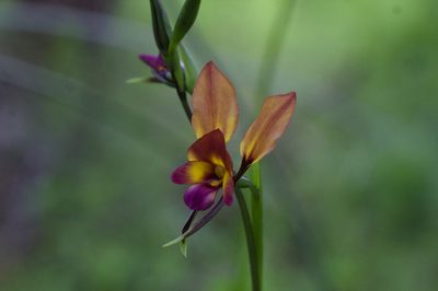 Diuris magnifica, photographed by Hugo Innes