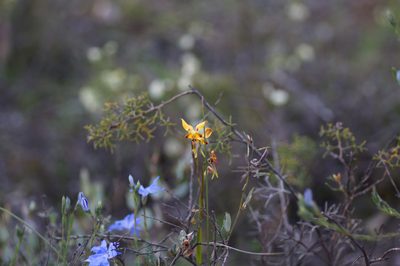 Diuris porrifolia, photographed by Hugo Innes