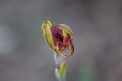 Caladenia discoidea, photographed by Hugo Innes
