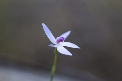 Caladenia amplexans, photographed by Hugo Innes