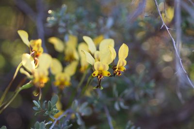 Diuris hazeliae, photographed by Hugo Innes