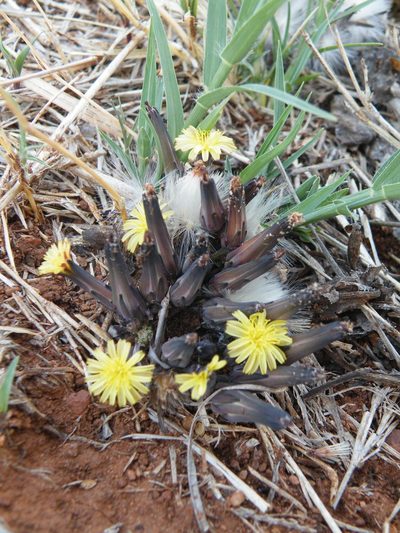 Launaea rarifolia, photographed by Antoinette Eyssell Knox