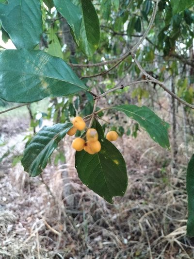 Pittosporum tinifolium, photographed by Matthew Borella