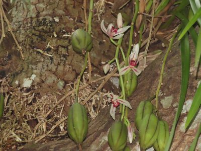 Cymbidium dayanum, photographed by chiuluan