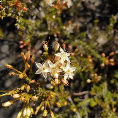 Calytrix tetragona, photographed by Shelomi Doyle