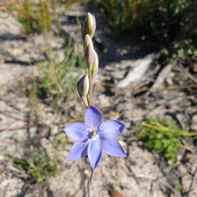 Thelymitra ixioides, photographed by Shelomi Doyle