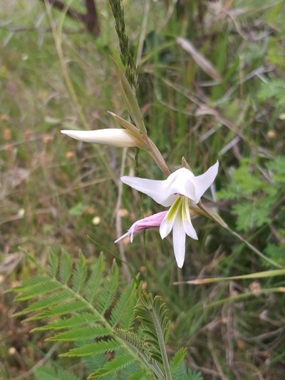 Gladiolus involutus, photographed by kevin koen