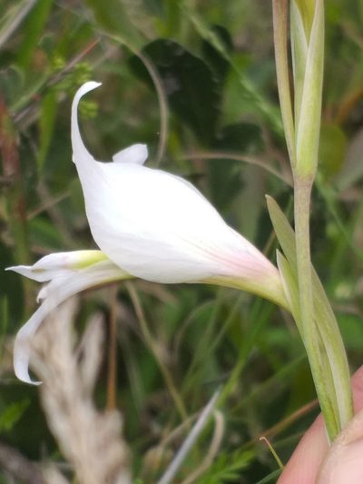 Gladiolus involutus, photographed by kevin koen