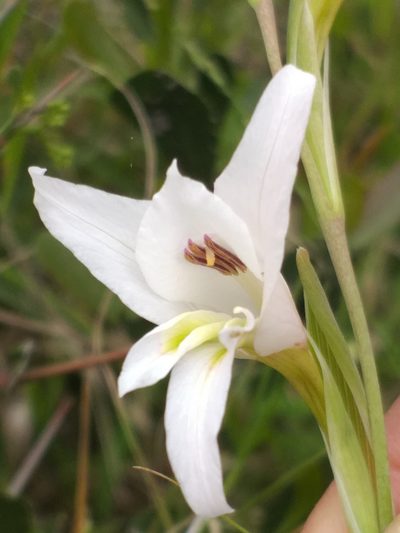 Gladiolus involutus, photographed by kevin koen