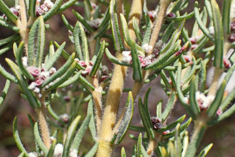 Grubbia rosmarinifolia, photographed by Di Turner
