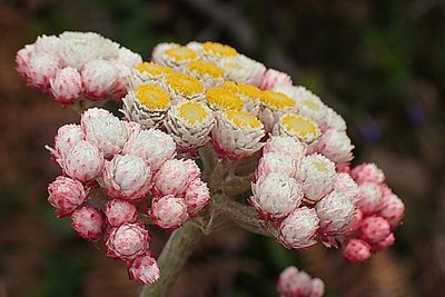Helichrysum felinum, photographed by Di Turner