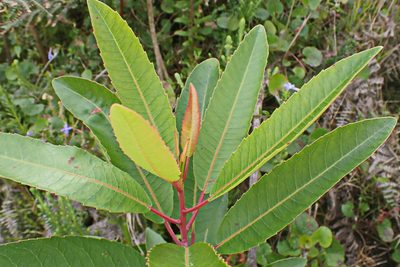 Laurophyllus capensis, photographed by Di Turner