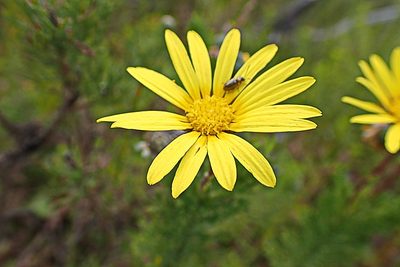 Ursinia paleacea, photographed by Di Turner