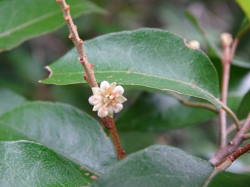 Croton icche, photographed by Alexis López Hernández