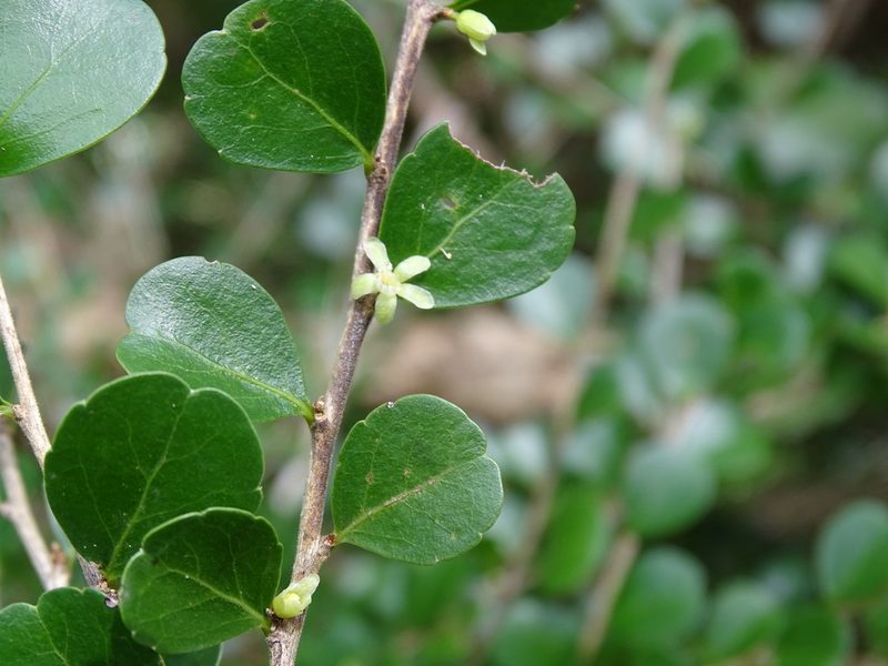 Casearia emarginata, photographed by Alexis López Hernández