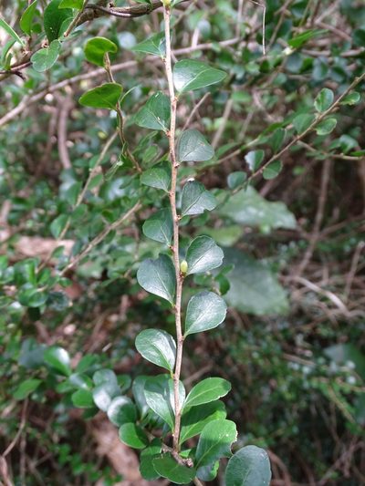 Casearia emarginata, photographed by Alexis López Hernández