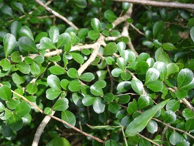 Casearia emarginata, photographed by Alexis López Hernández