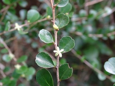 Casearia emarginata, photographed by Alexis López Hernández
