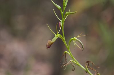 Cryptostylis ovata, photographed by Hugo Innes