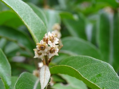 Croton icche, photographed by Alexis López Hernández