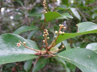 Croton icche, photographed by Alexis López Hernández