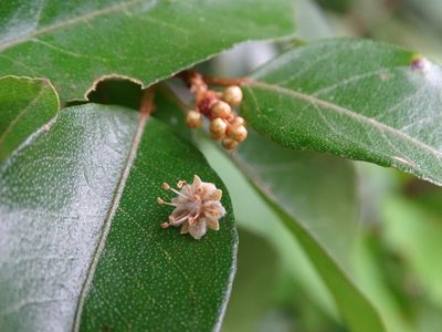 Croton icche, photographed by Alexis López Hernández
