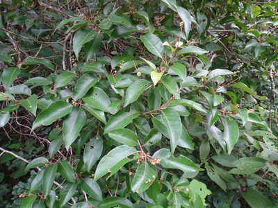 Croton icche, photographed by Alexis López Hernández