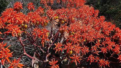 Aloe striata, photographed by Di Turner