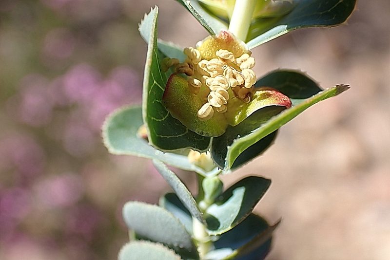 Cliffortia crenata, photographed by Di Turner