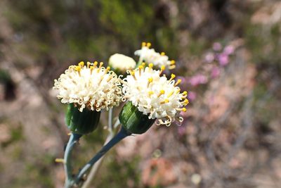 Curio talinoides, photographed by Di Turner