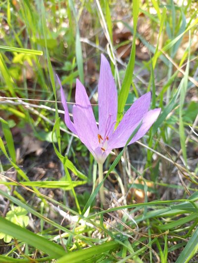 Colchicum lusitanum, photographed by Daniele_00