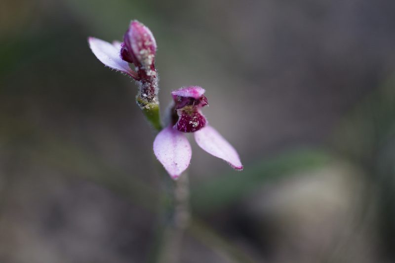 Eriochilus scaber, photographed by Hugo Innes
