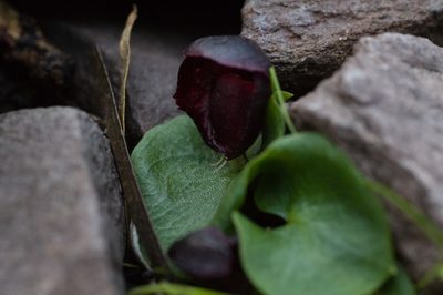 Corybas recurvus, photographed by Hugo Innes