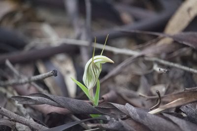 Pterostylis scabra, photographed by Hugo Innes