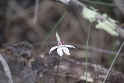 Caladenia saccharata, photographed by Hugo Innes