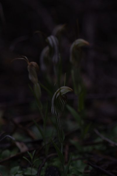 Pterostylis scabra, photographed by Hugo Innes