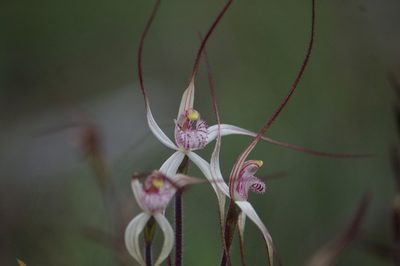 Caladenia varians, photographed by Hugo Innes