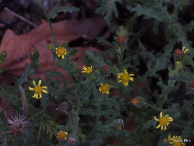 Senecio viscosus, photographed by Justin Flint