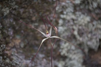 Caladenia dimidia, photographed by Hugo Innes