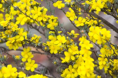 Hibbertia hemignosta, photographed by Hugo Innes