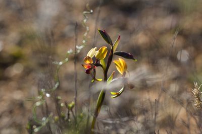 Diuris brachyscapa, photographed by Hugo Innes