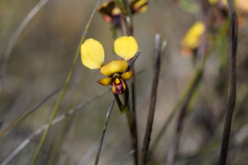 Diuris brachyscapa, photographed by Hugo Innes