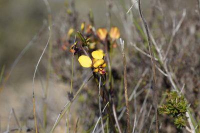 Diuris brachyscapa, photographed by Hugo Innes
