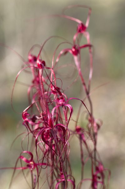 Caladenia filifera, photographed by Hugo Innes