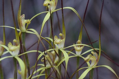 Caladenia xantha, photographed by Hugo Innes