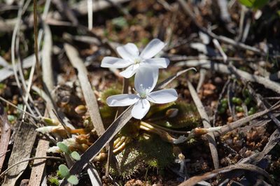 Drosera bulbosa, photographed by Hugo Innes